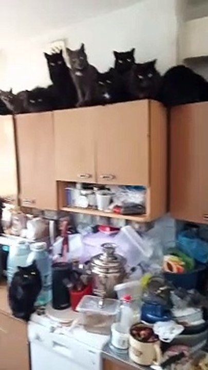 Lots of Cats in the Kitchen Waiting for Food