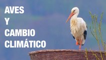 ¿Cómo afecta el cambio climático a las aves migratorias?