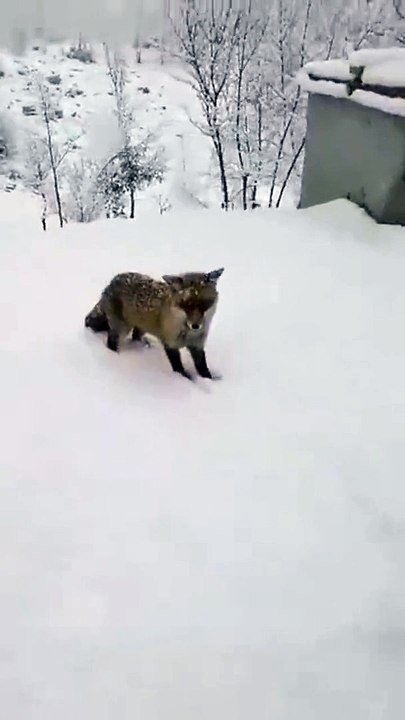 Un chat jaloux met une correction à un renard sauvage