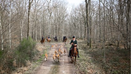 La chasse à courre se poursuit dans la gare et interrompt le trafic des trains