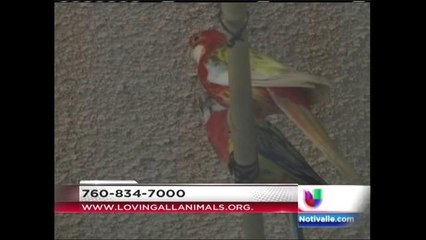 Todo listo para el 6º Super Festival de Mascotas