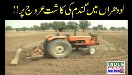 Lodhrain Mein Gandam ki kasht Arooj per pounch gai | Indus Plus News Tv