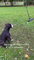Dog Wants to Play on Rope Swing