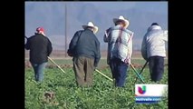 La Agencia de Protección Ambiental actualizará los estándares contra pesticidas