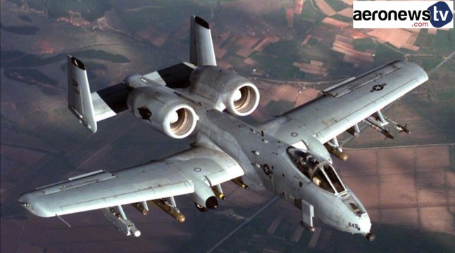 A-10 phacochère