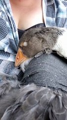 Sleepy Goose Falling Asleep has the Nibbles