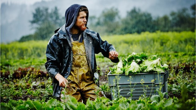 Les travailleurs britanniques refusent les offres d'emplois dans les fermes