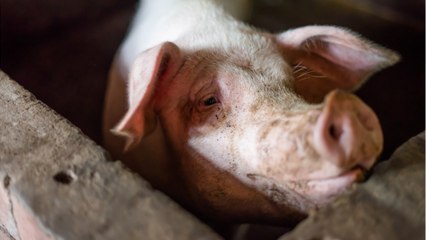 En Chine, un nouveau virus est en train de contaminer les ouvriers des abattoirs de porcs