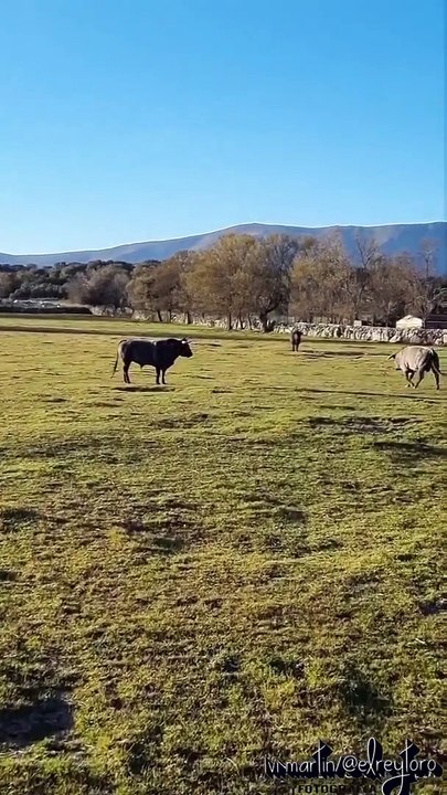 toro bravo se arranca contra pickup