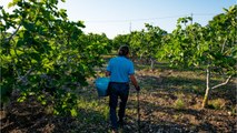 Après les salariés et les chômeurs, Action Logement va verser une aide de 150 euros aux saisonniers agricoles