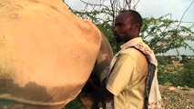 Leite, carne e força: na Somália, 'o camelo é rei'