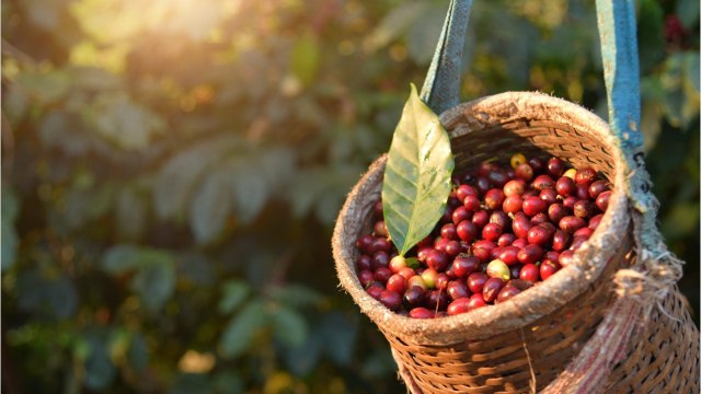 Ils Ramassent Des Cerises Dans Un Champ, La Vidéo Les Dénonçant Fait Du Bruit (1)