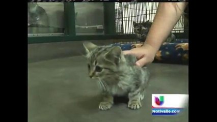 Salva vida de un gato