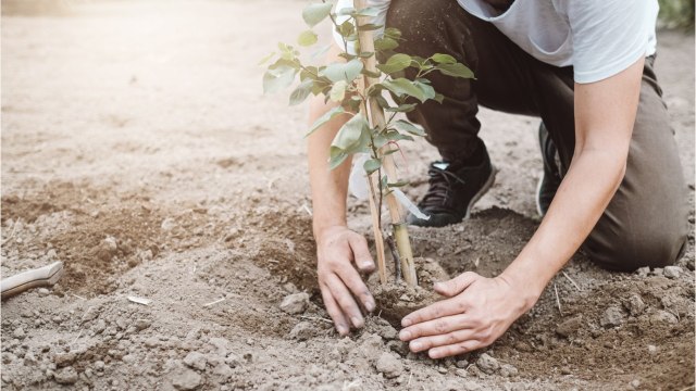 Quelle est la réglementation en matière de plantations d’arbres ?