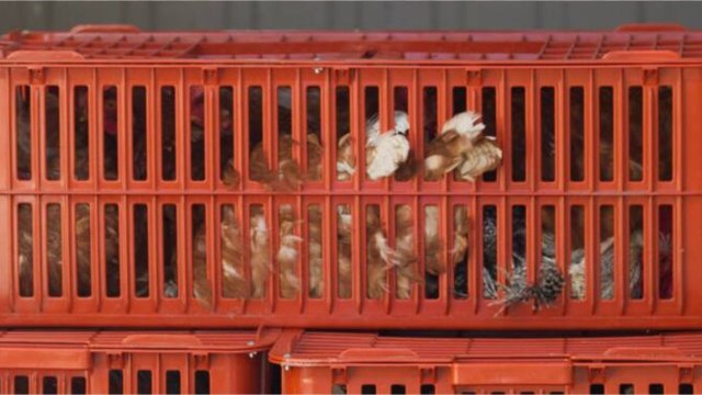 La grippe aviaire s’étend en France : un 2e foyer identifié en Ile de France