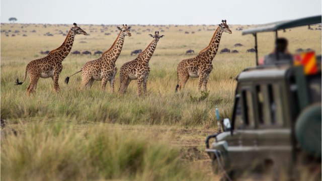 Safari-chasse en Afrique : les gérants du Super U contre-attaquent