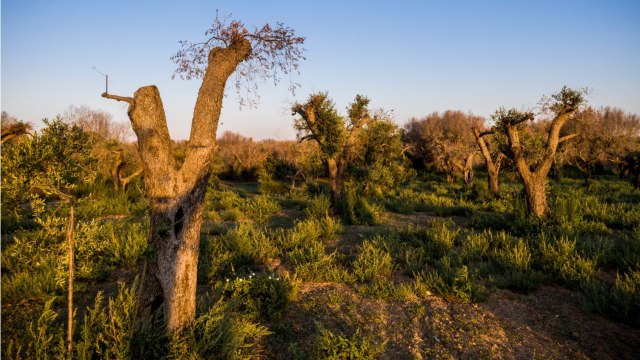 Ces nuisibles qui pourraient coûter des milliards à l'Europe