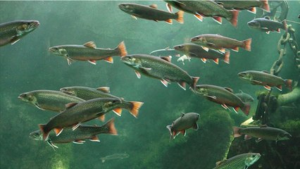 Destinés à l'export, 32.000 saumons s'enfuient d'une ferme au Chili