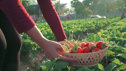 Après les faux kiwis, voici les fausses fraises françaises