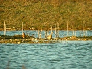 barges et combattants