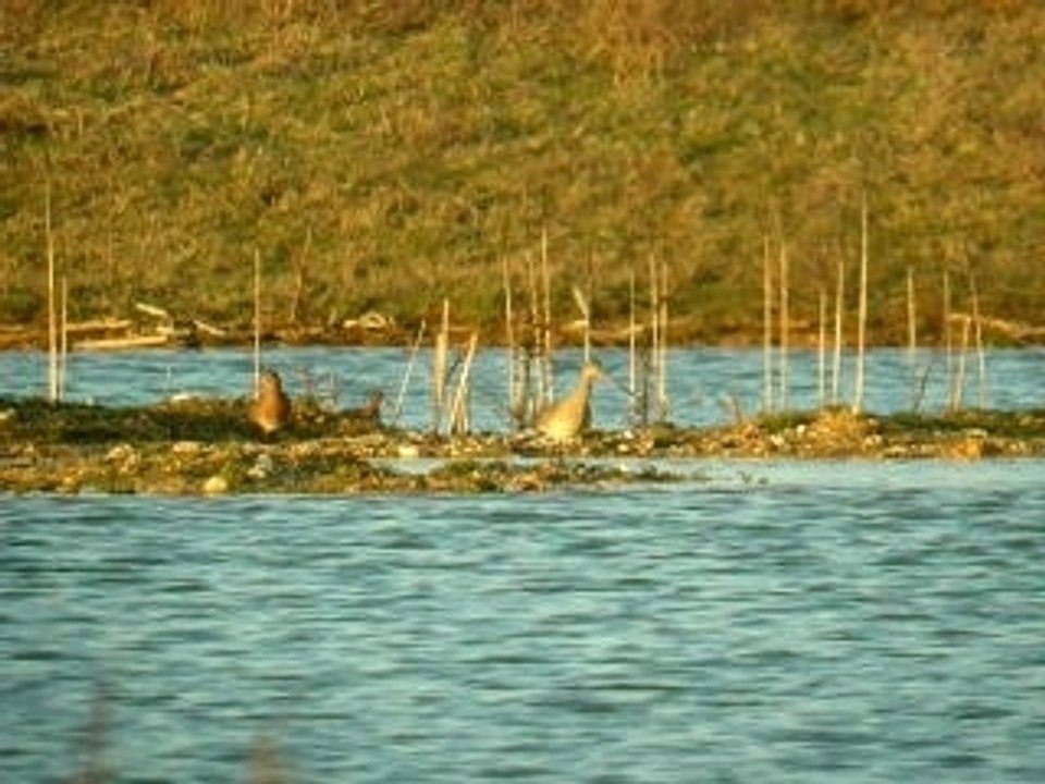 barges et combattants