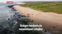 Pandemi nedeniyle sessiz kalan plajlar nesli tükenmekte olan kaplumbağalara umut oldu