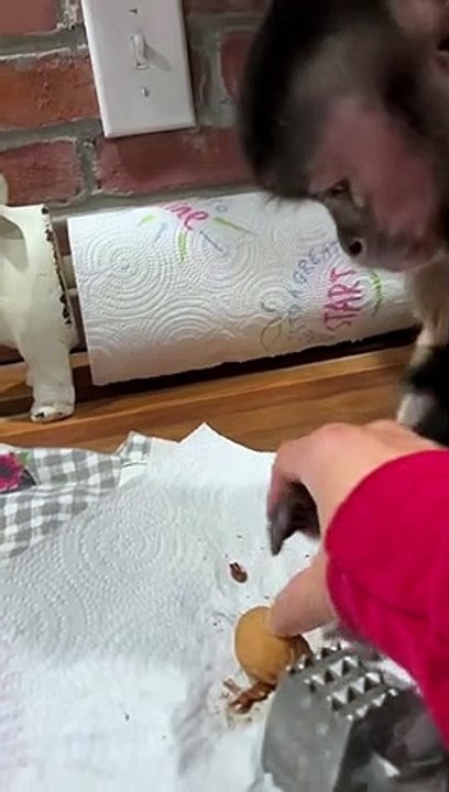 Nut Cracking!!
