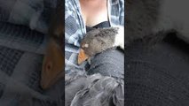 Sleepy Goose Falling Asleep has the Nibbles