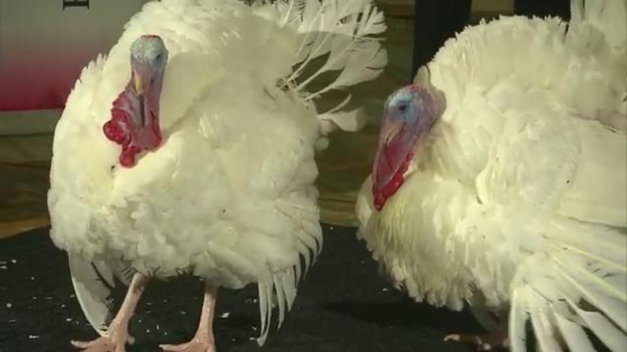 Dos aves esperan el perdón
