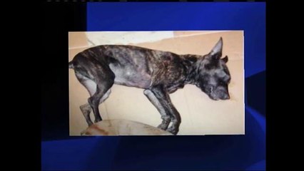 Tiran dos cachorros muertos detrás de una gasolinera