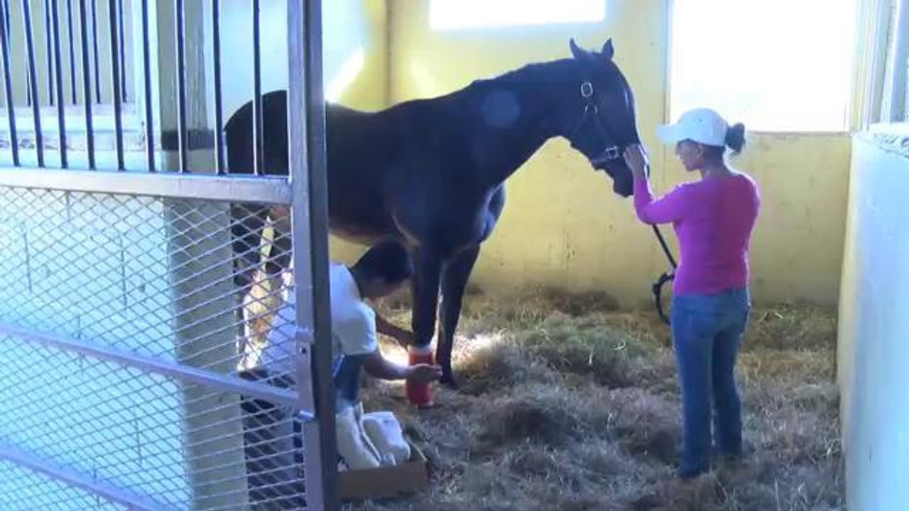 FL: Ocala, ciudad ecuestre