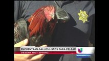 ENCUENTRAN GALLOS LISTOS PARA PEALEAR