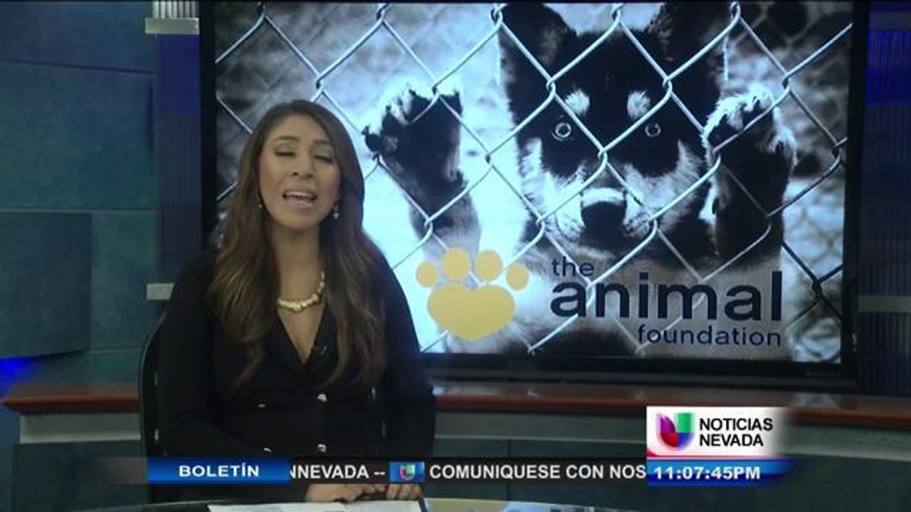 Mascotas en adopción