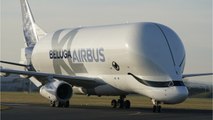 Le Beluga XL, l’un des plus gros avions de l'histoire, obtient sa certification