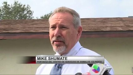 Niño fue atacado por un Rottweiler en Pasco