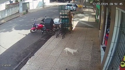 Cadela é flagrada ‘furtando’ açougue de Nova Esperança