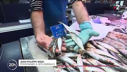 Biodiversité : les sardines ont perdu près de 25% de leur taille en Méditerranée