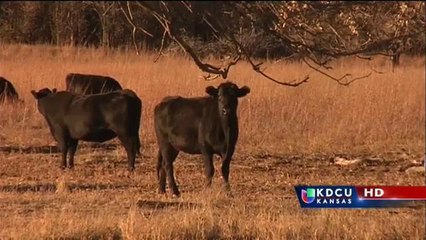 Wichita: Posible descenso en precio de carne vacuna