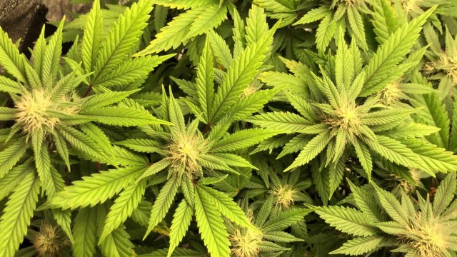 États-Unis : le surprenant effet de la légalisation du cannabis dans le New Jersey