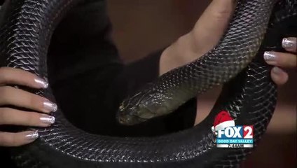 Meet Jasmine A Beautiful, Big .... Snake!