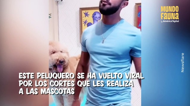 Jirafas, pandas y otros curiosos cortes que un famoso peluquero les realiza a las mascotas