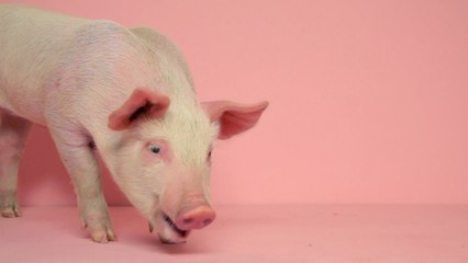 Porc : les stocks de bacon explosent dans les entrepôts américains