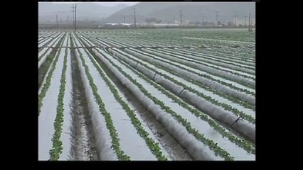 Estragos de la tormenta en la agricultura