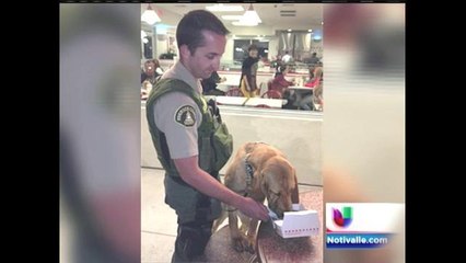 Con ayuda de un oficial canino, arrestan a un sospechoso