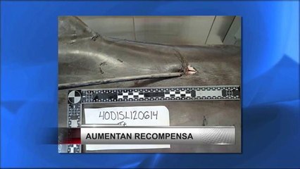 Ofrecen recompensa para atrapar a los asesinos de delfines