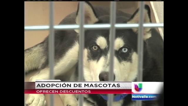 Albergues de mascotas celebrarán el Día del Suéter Navideño Feo