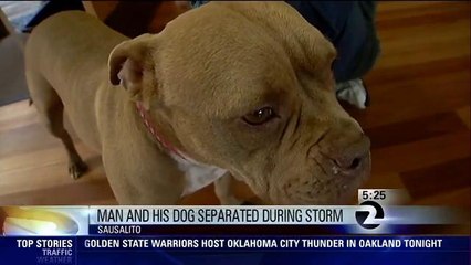 Dog And Owner Reunited After Last Week's Storm