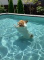 Corgi Discovers New Way of Swimming