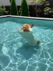 Corgi Discovers New Way of Swimming