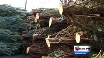 Se llegó la hora de desechar los árboles de navidad naturales